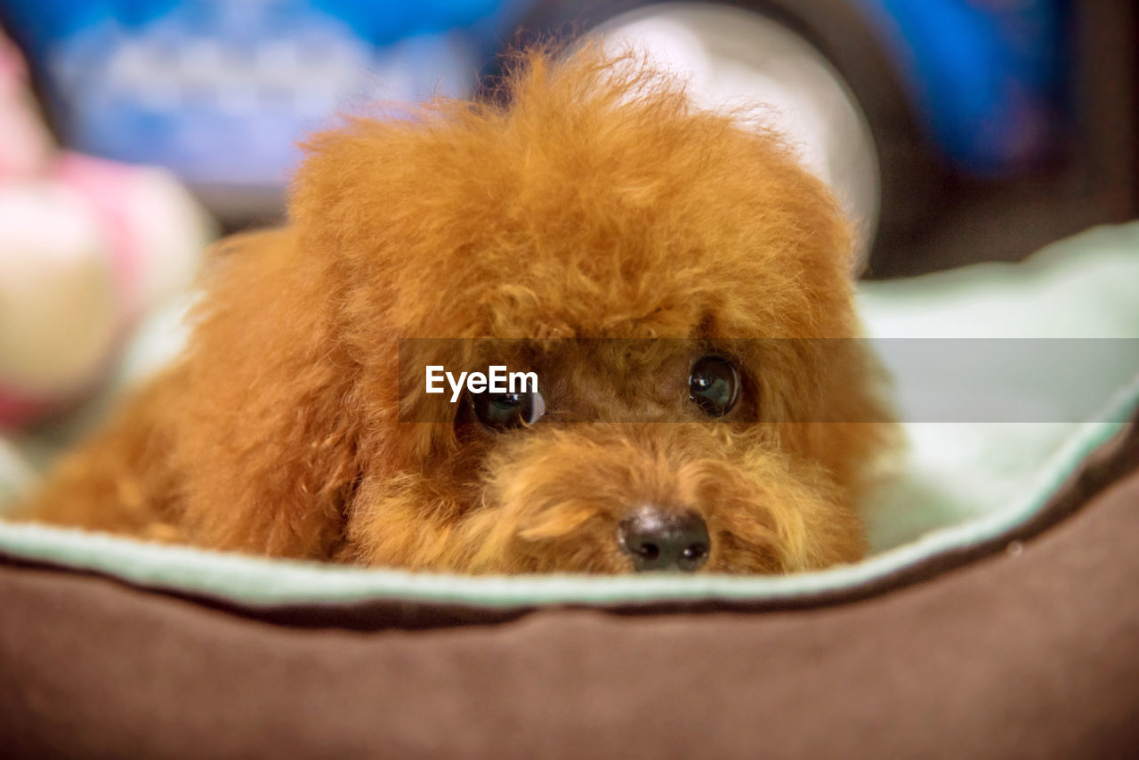 CLOSE-UP PORTRAIT OF DOG RELAXING ON BED