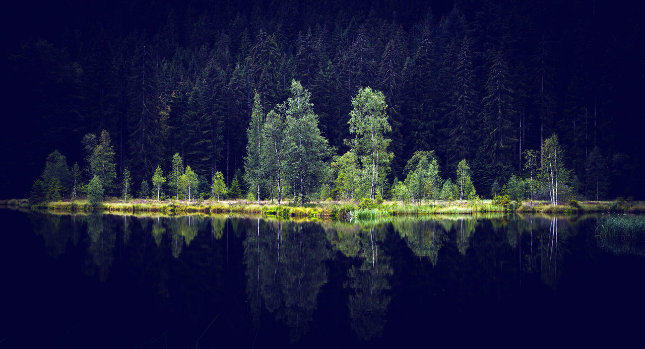 REFLECTION OF TREES ON LAKE IN FOREST