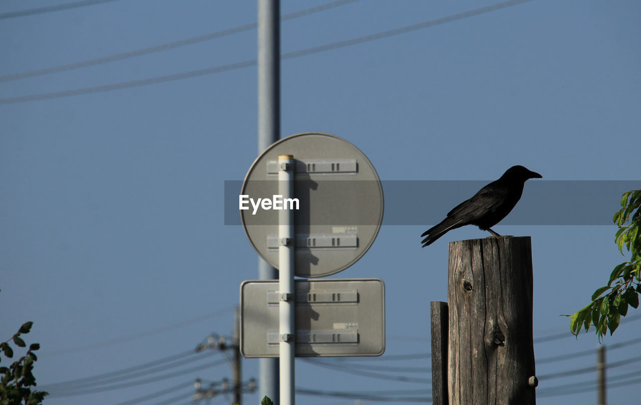 bird, animal, animal themes, animal wildlife, wildlife, perching, lighting, sky, nature, street light, clear sky, no people, one animal, communication, blue, light fixture, day, pole, technology, outdoors, raven, electricity, sign, cable, low angle view, wind, tree, sunny, architecture