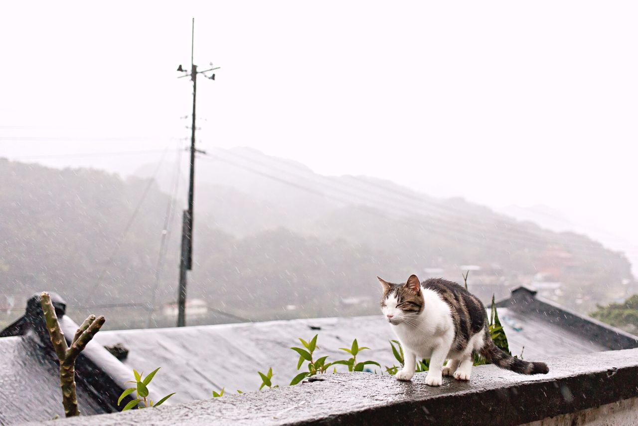 Cat on retaining wall during foggy weather