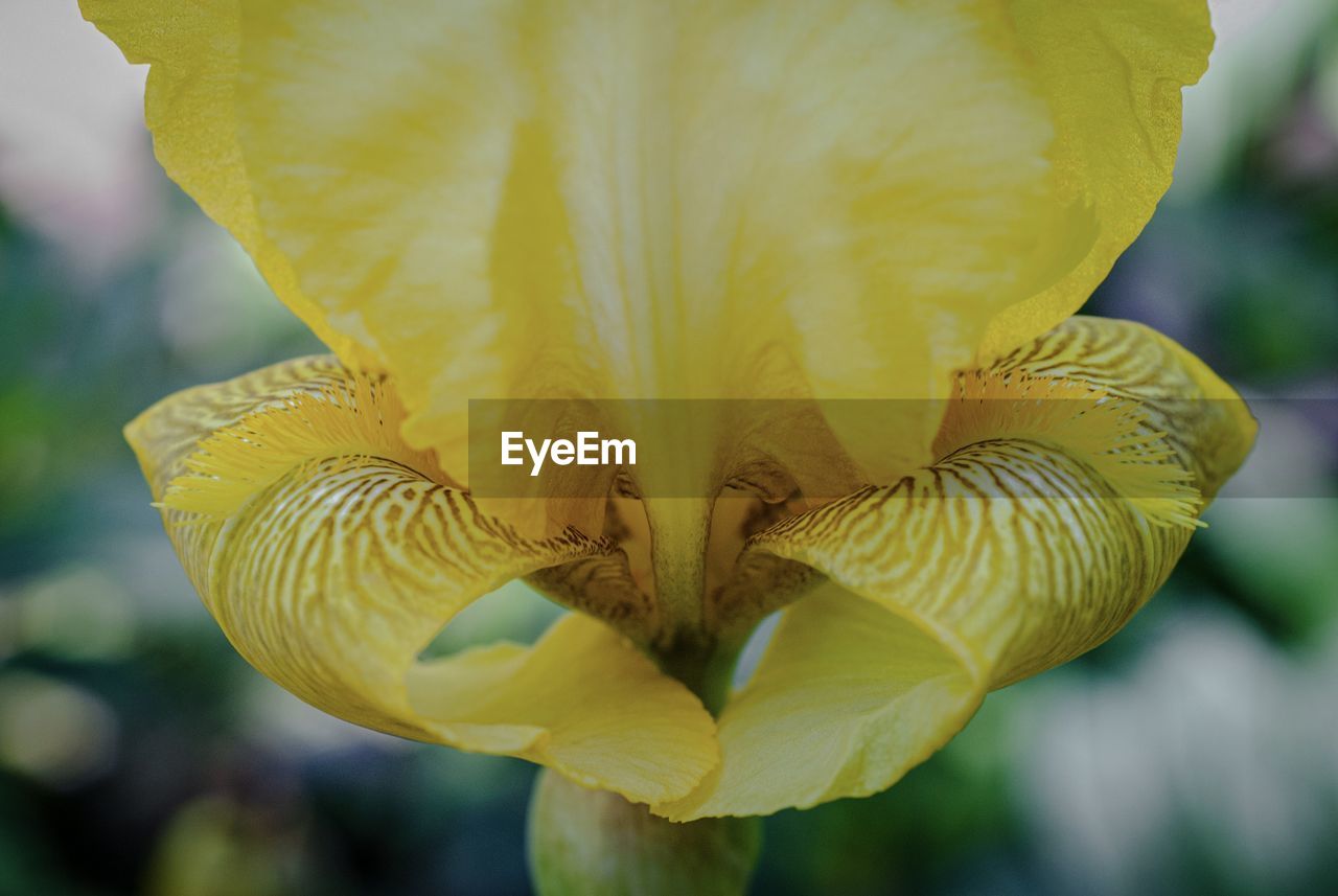 Close-up of yellow iris 