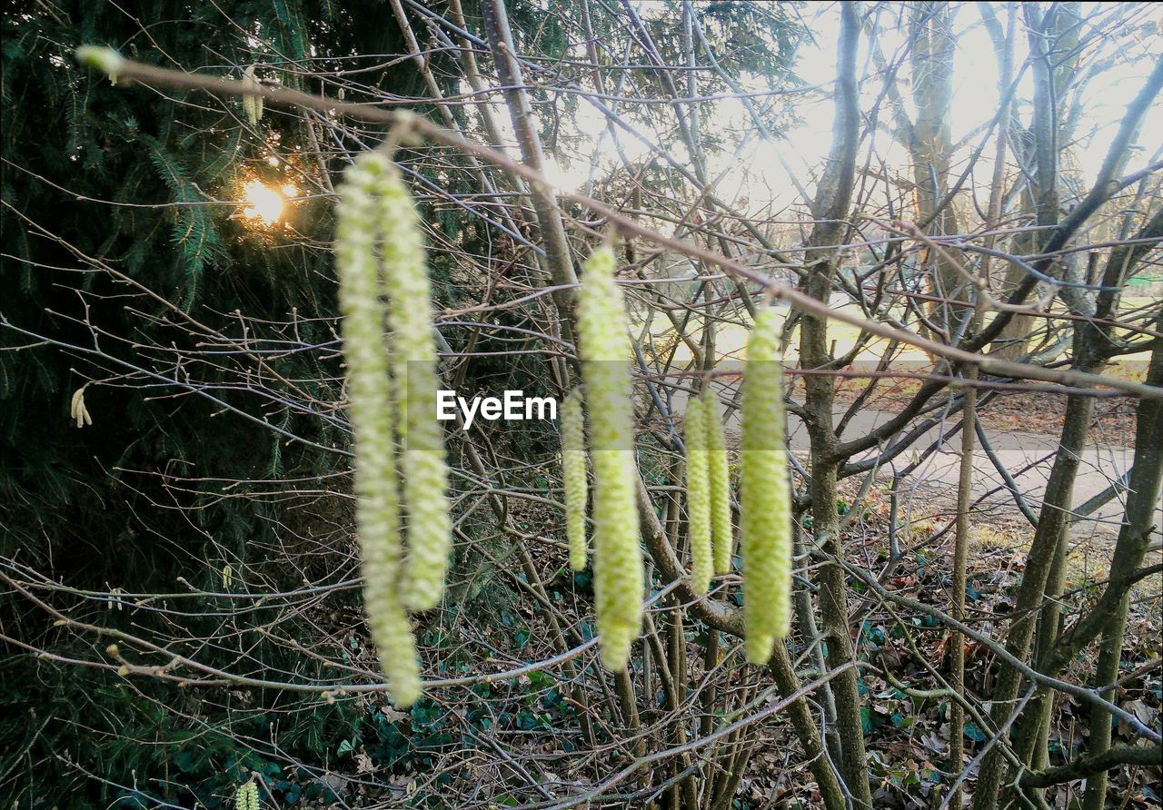 CLOSE-UP OF PLANTS GROWING ON FIELD