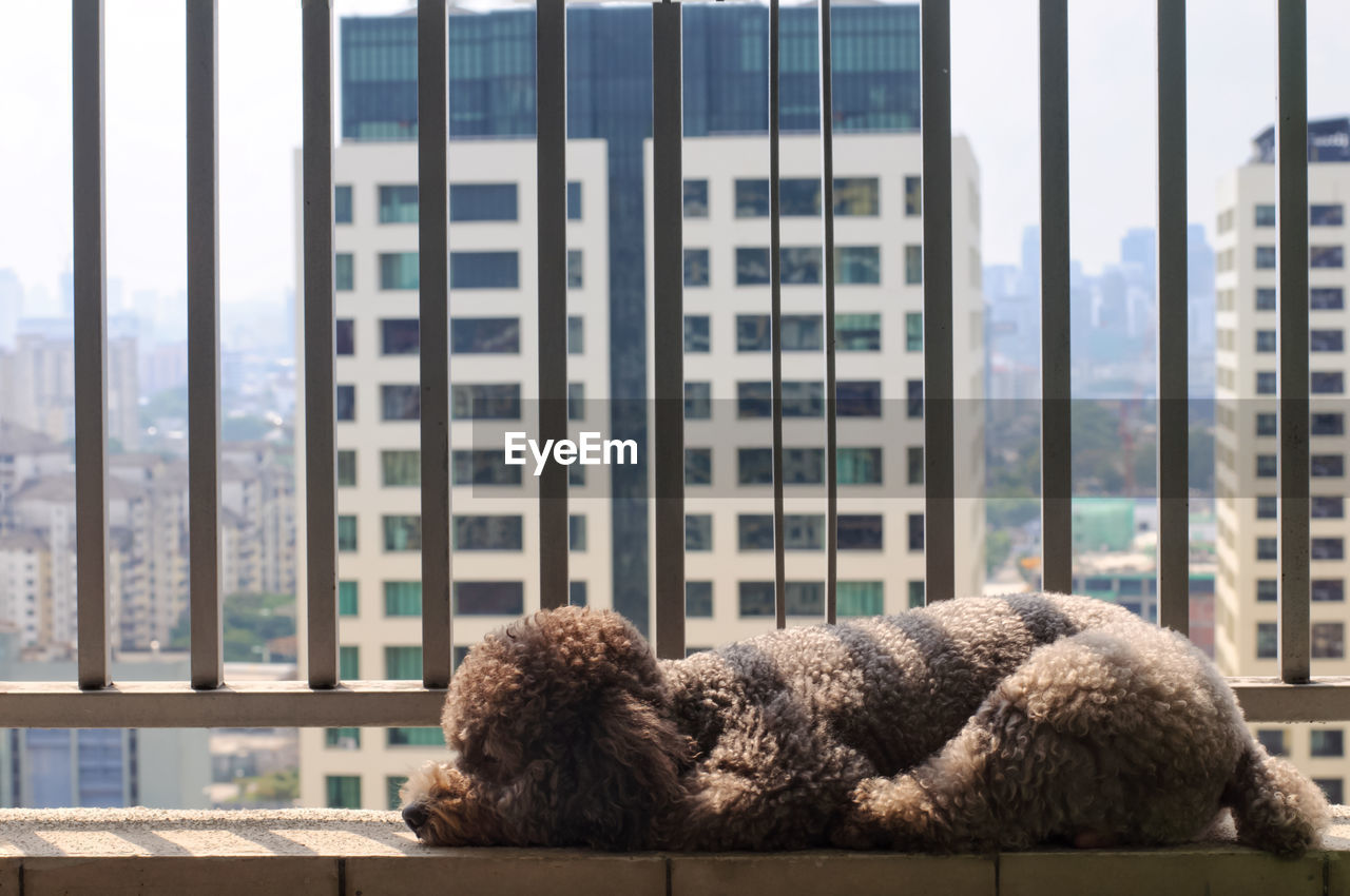 DOGS RELAXING ON WINDOW