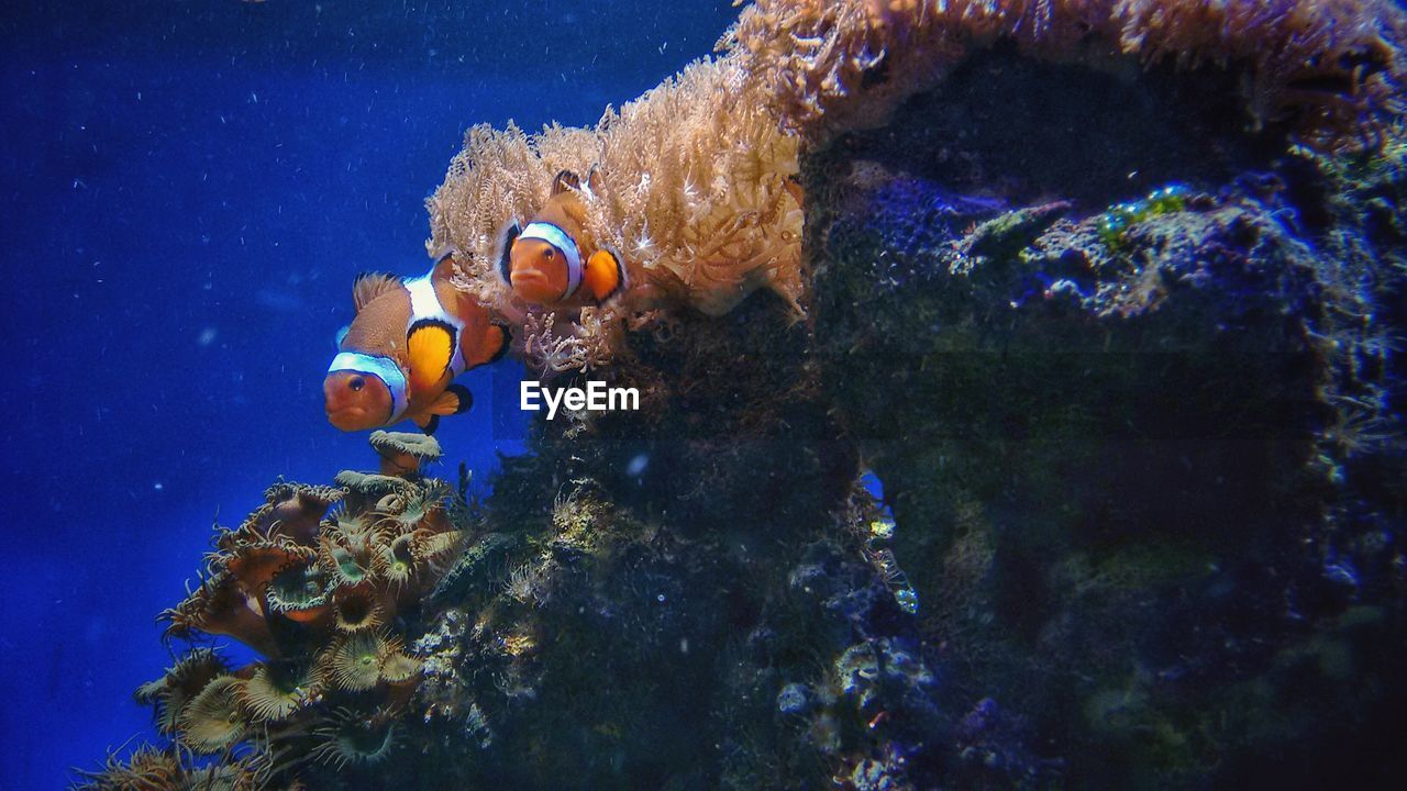 FISH SWIMMING IN SEA
