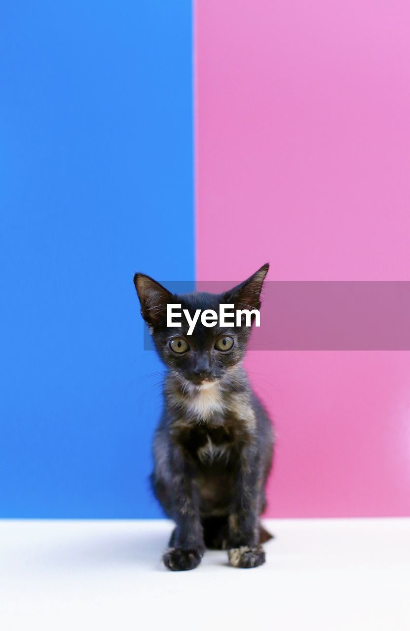 PORTRAIT OF CAT ON PINK BACKGROUND