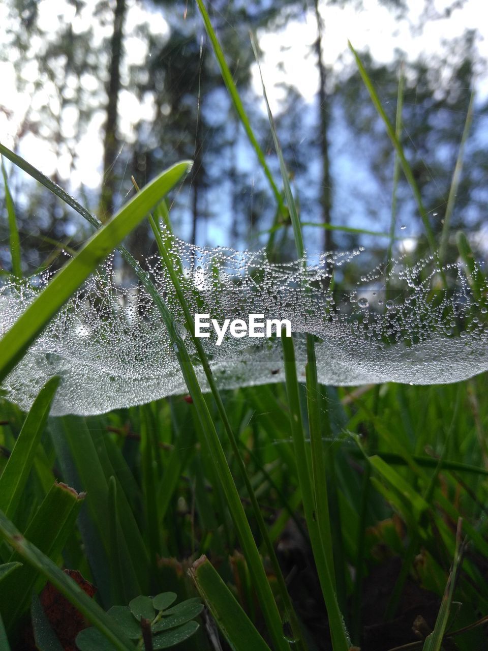 CLOSE-UP OF WET GRASS ON PLANT