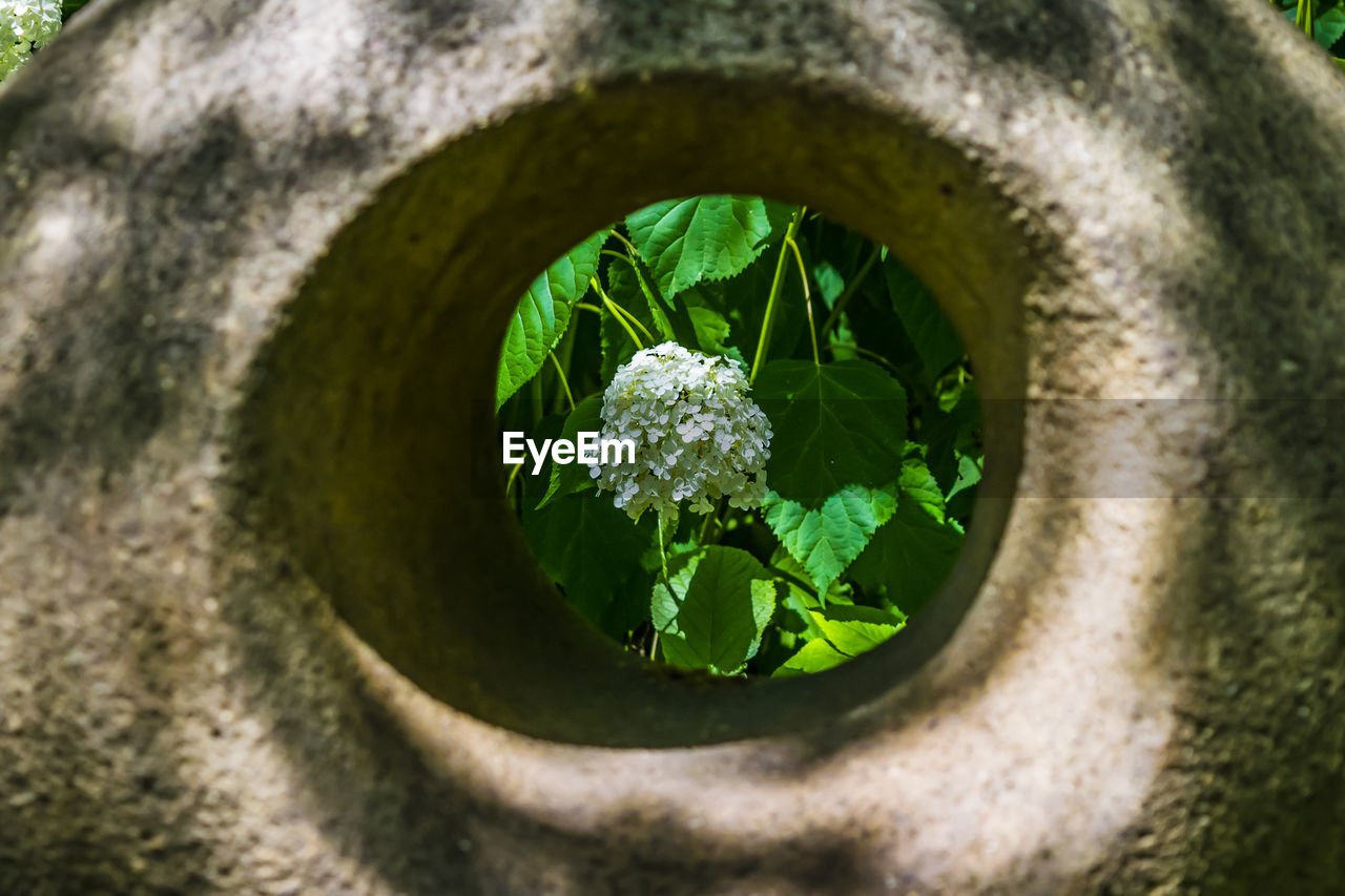 HIGH ANGLE VIEW OF PLANT GROWING IN POT