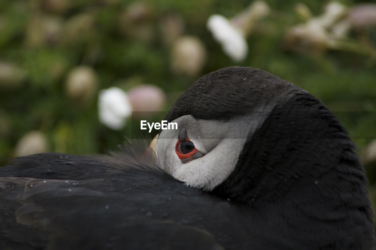 CLOSE-UP OF A BLACK SWAN