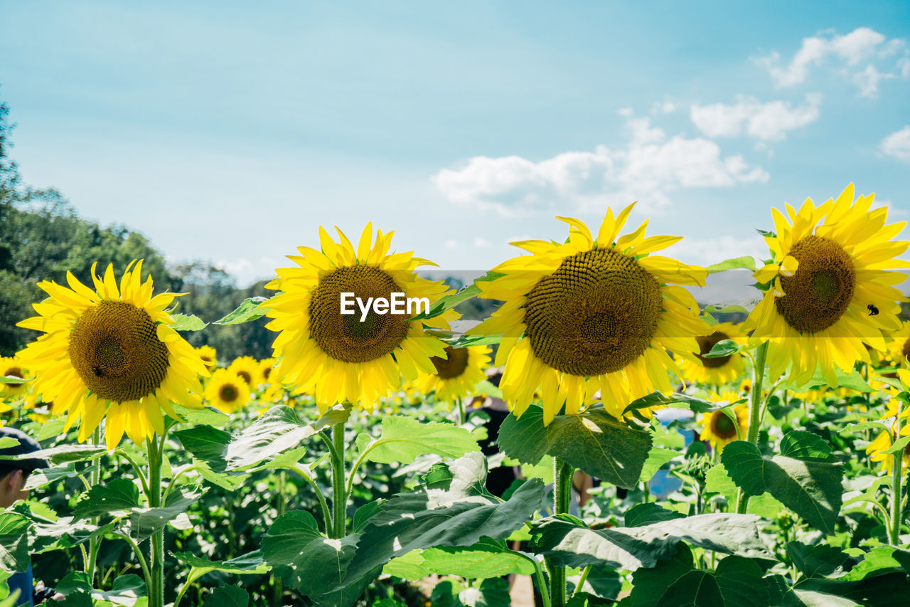 Close-up of sunflowers in field against sky