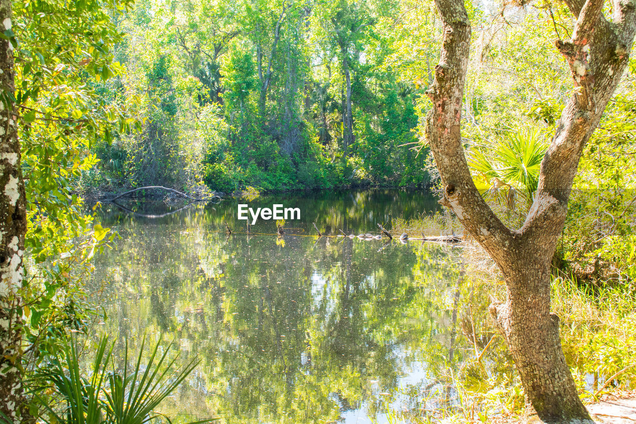 SCENIC VIEW OF LAKE IN FOREST