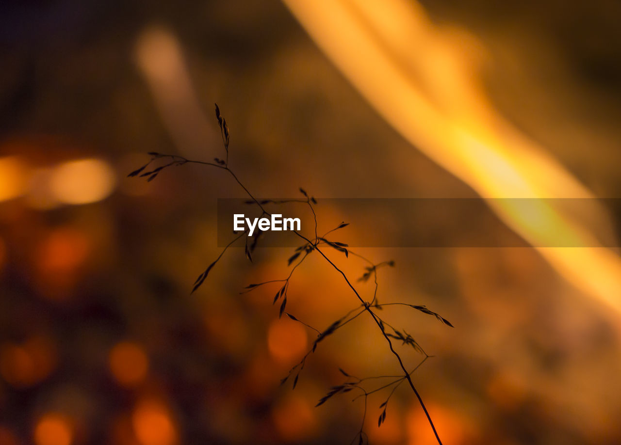 CLOSE-UP OF SILHOUETTE PLANTS AGAINST SKY DURING SUNSET