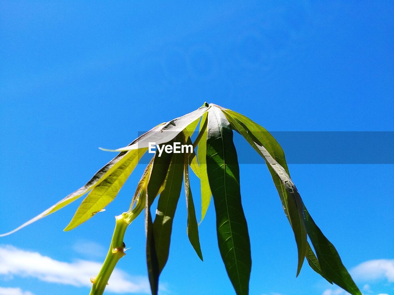 Low angle view of leaves against blue sky