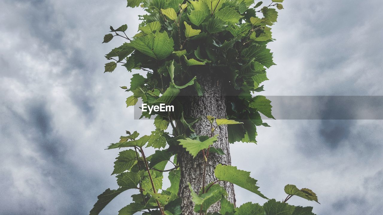 LOW ANGLE VIEW OF FRESH GREEN PLANT AGAINST SKY