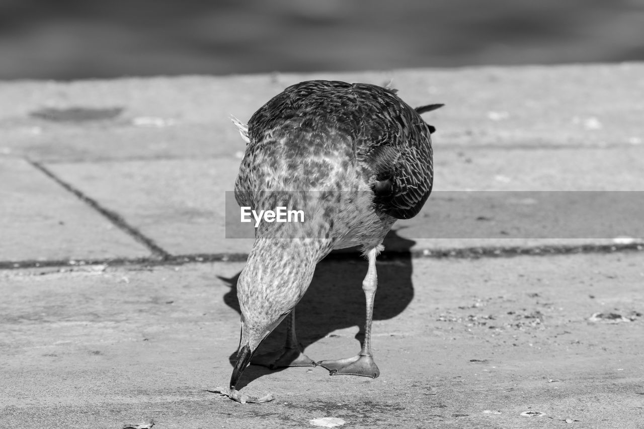 CLOSE-UP OF BIRD ON GROUND