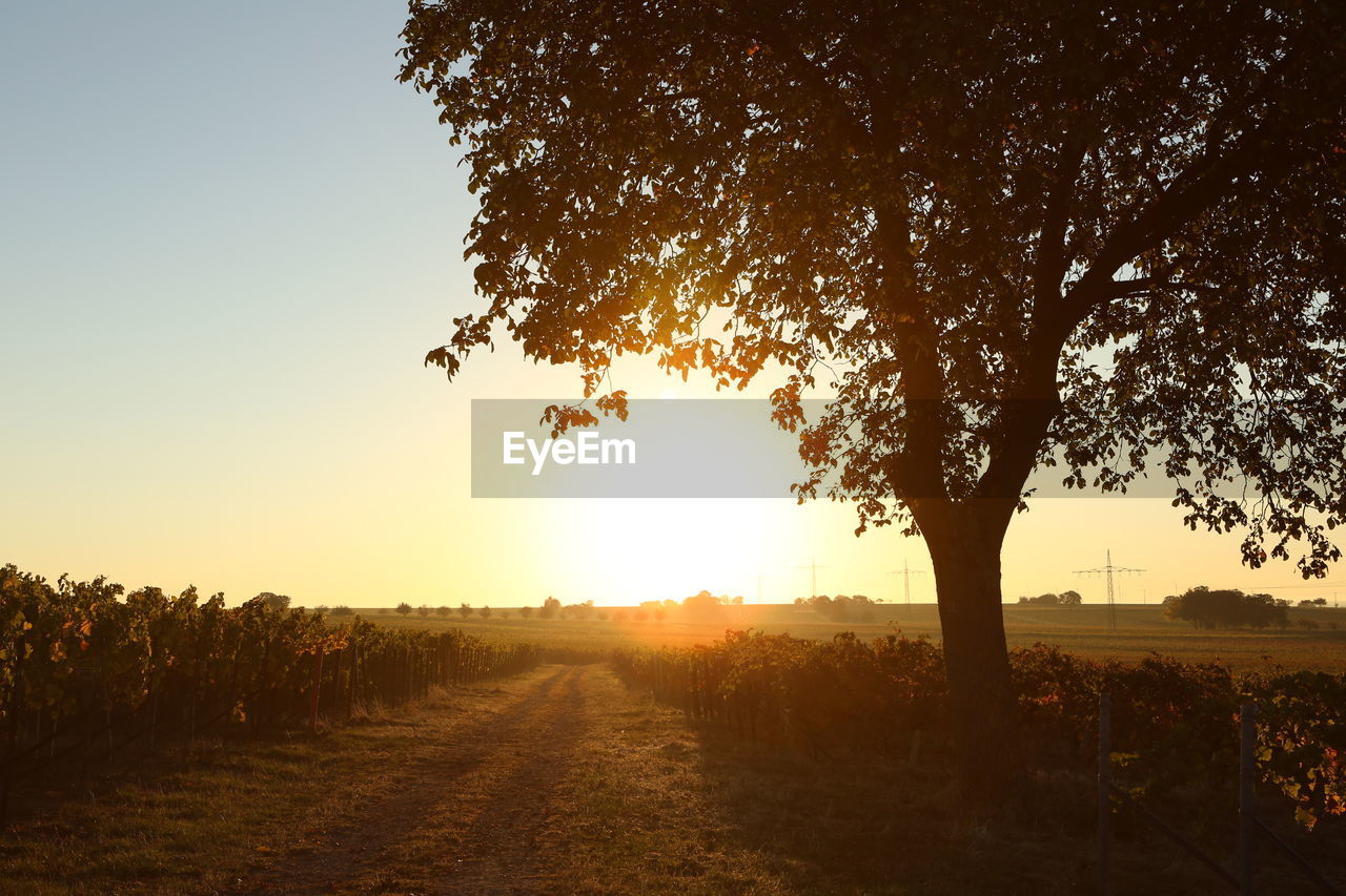 TREES ON FIELD AGAINST SKY AT SUNSET