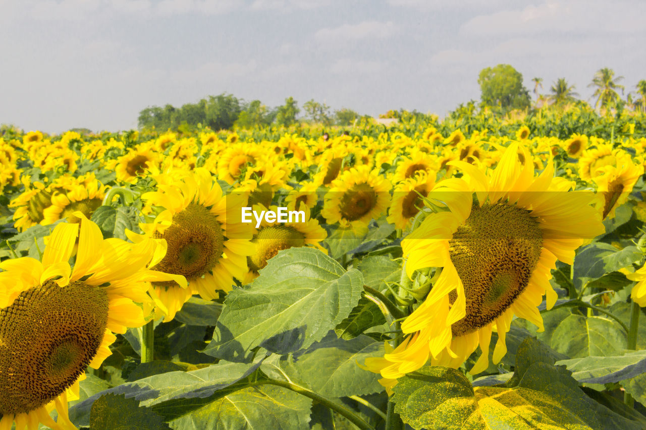 CLOSE-UP OF YELLOW FLOWERING PLANTS IN FIELD