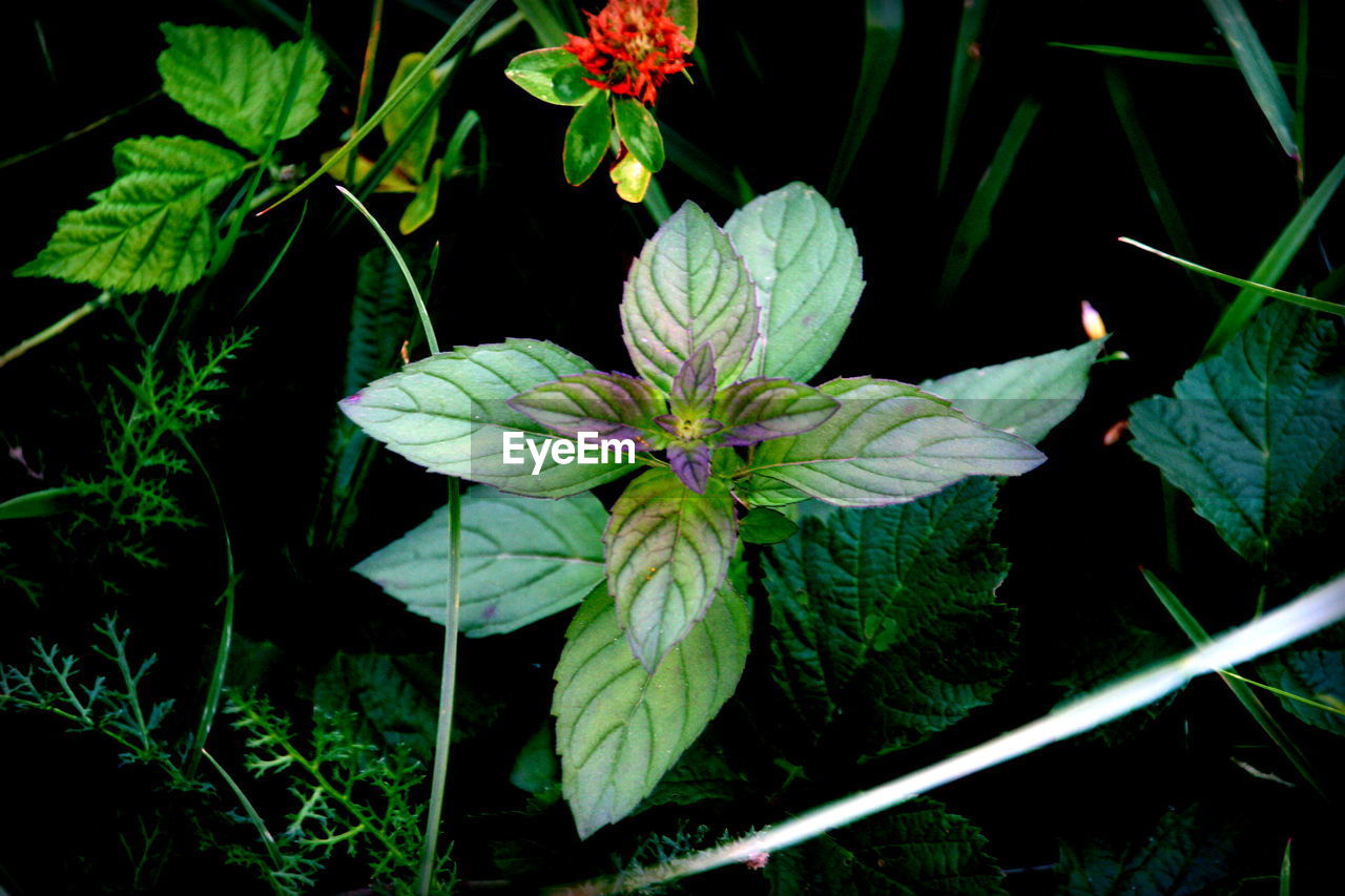 HIGH ANGLE VIEW OF BLOOMING OUTDOORS