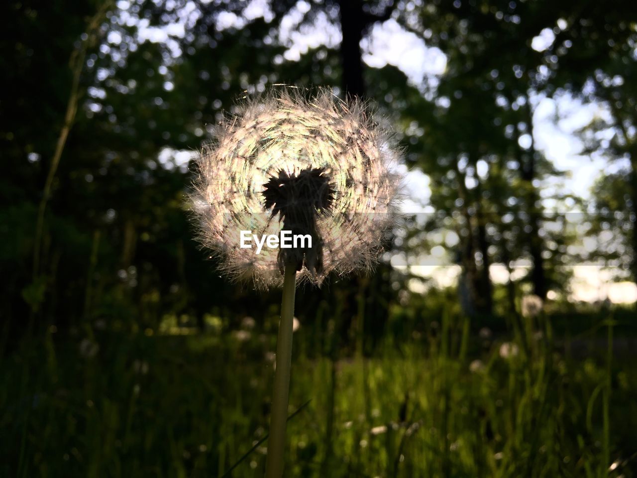 CLOSE-UP OF DANDELION AGAINST SKY