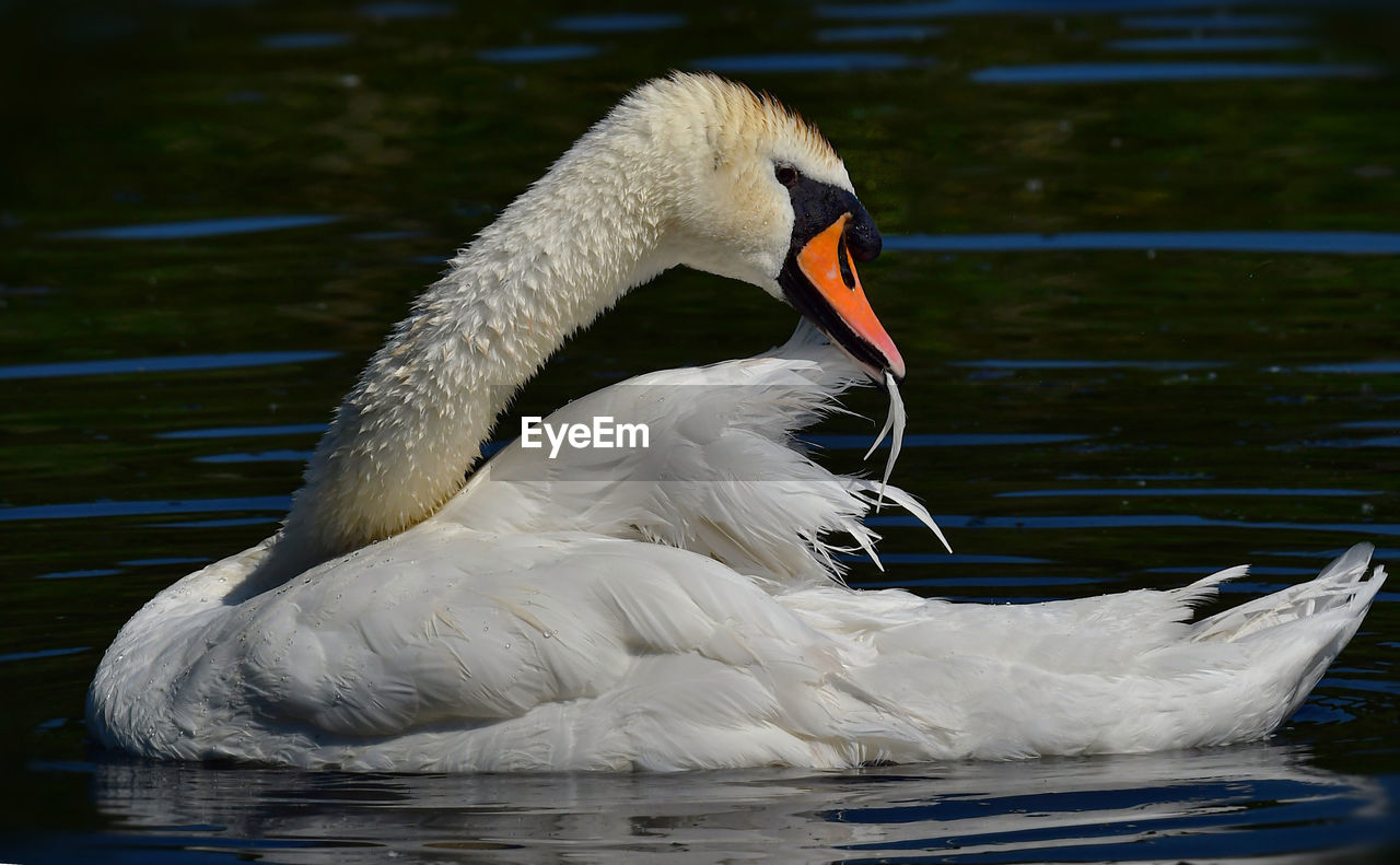 CLOSE-UP OF SWAN FLOATING IN LAKE