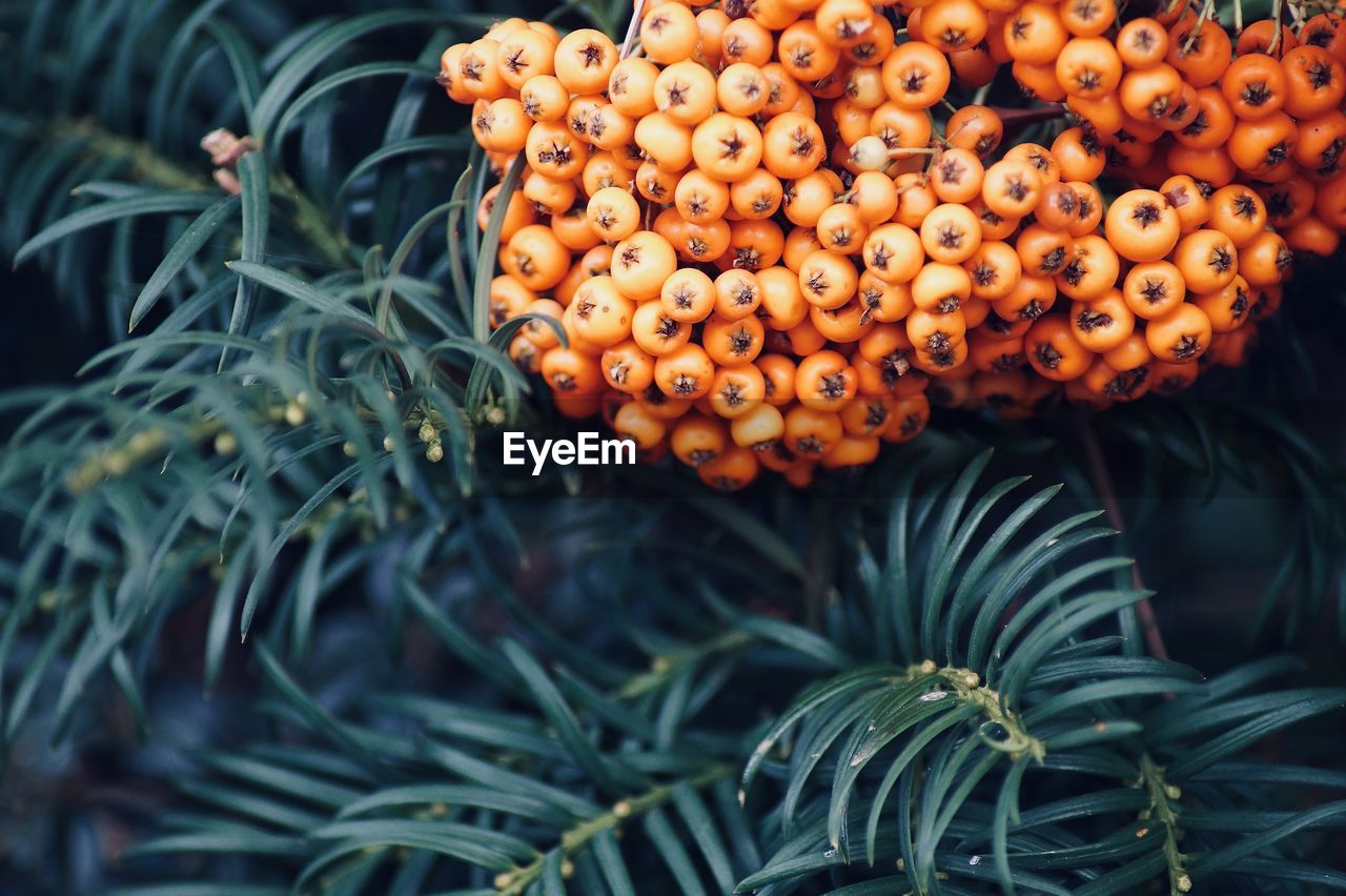 Close-up of orange fruits on tree