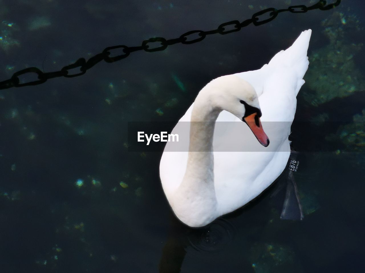 Close-up of swan swimming in lake