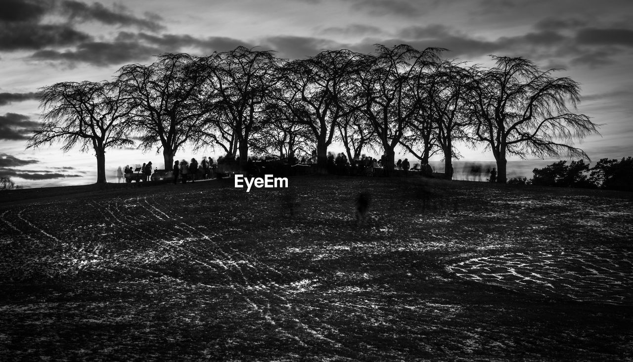 TREE AGAINST SKY