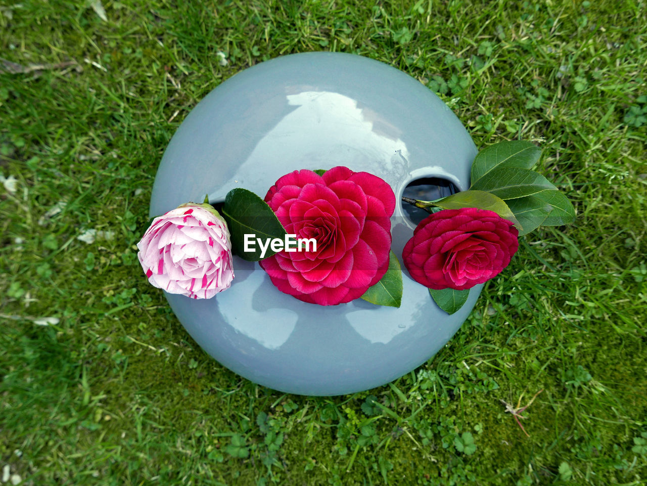 HIGH ANGLE VIEW OF ROSES ON FIELD