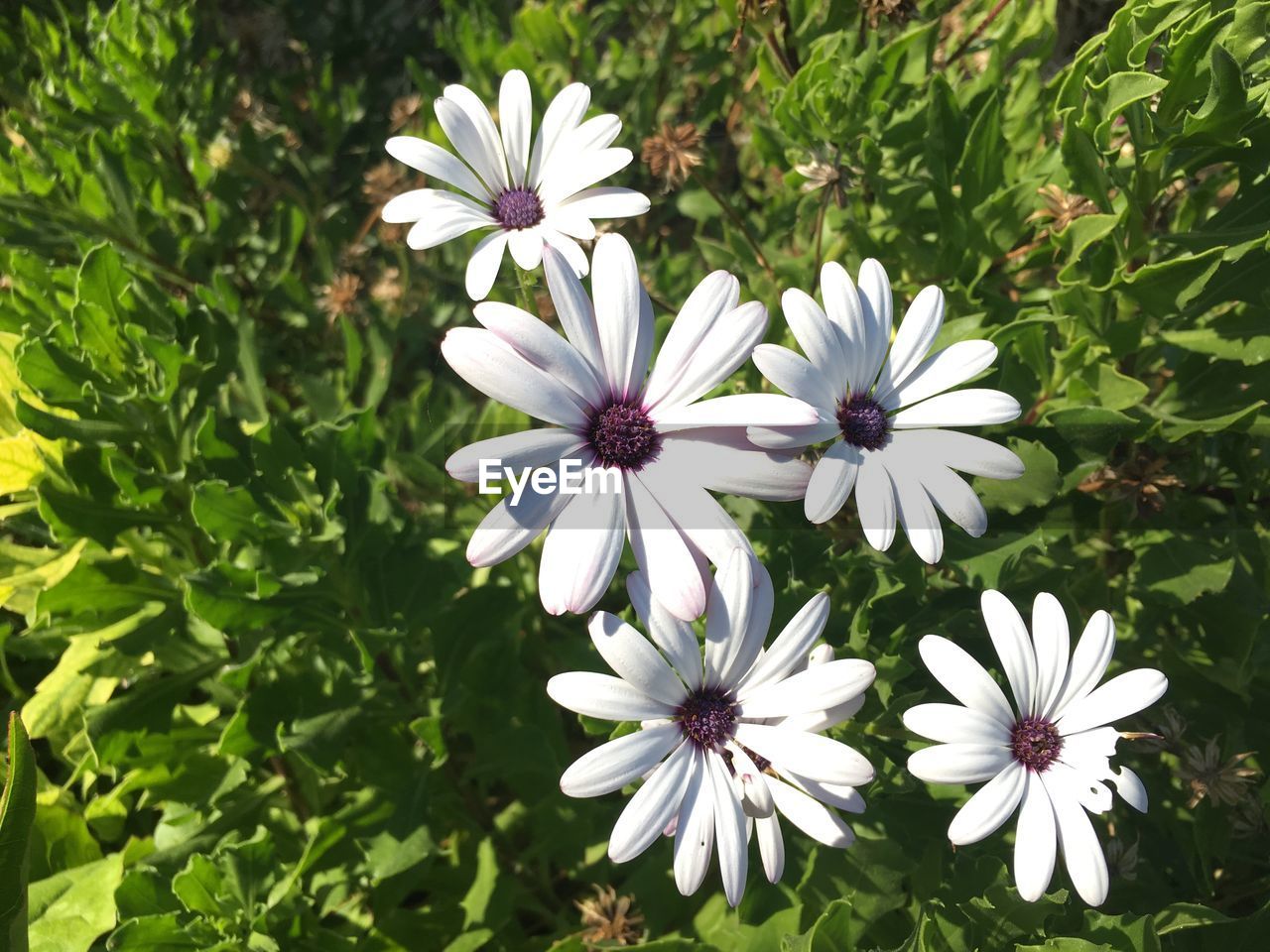 Close-up of white flowers