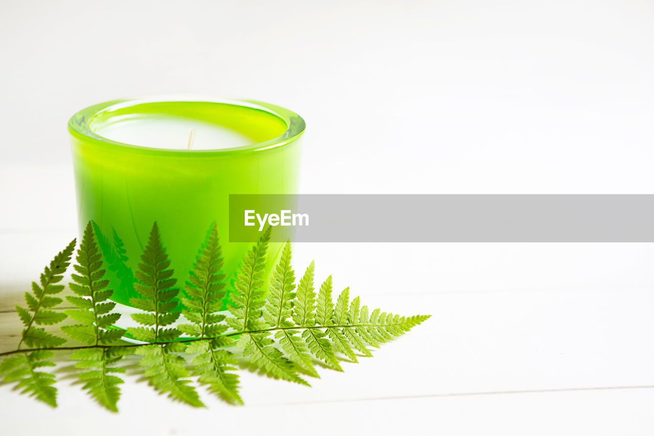 CLOSE-UP OF GREEN PLANT ON TABLE