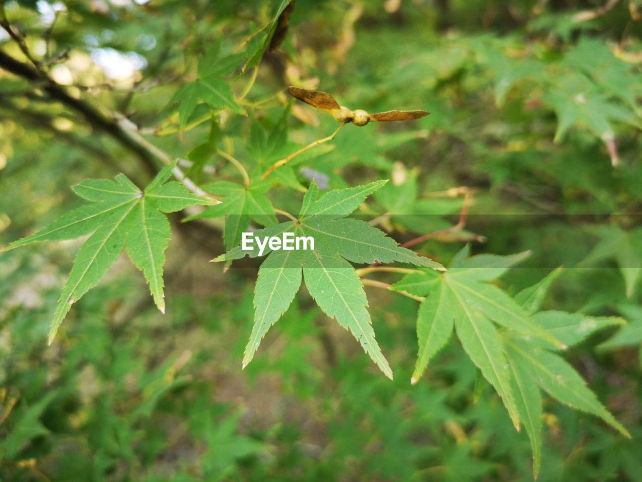 CLOSE-UP OF LEAVES ON PLANT IN FIELD