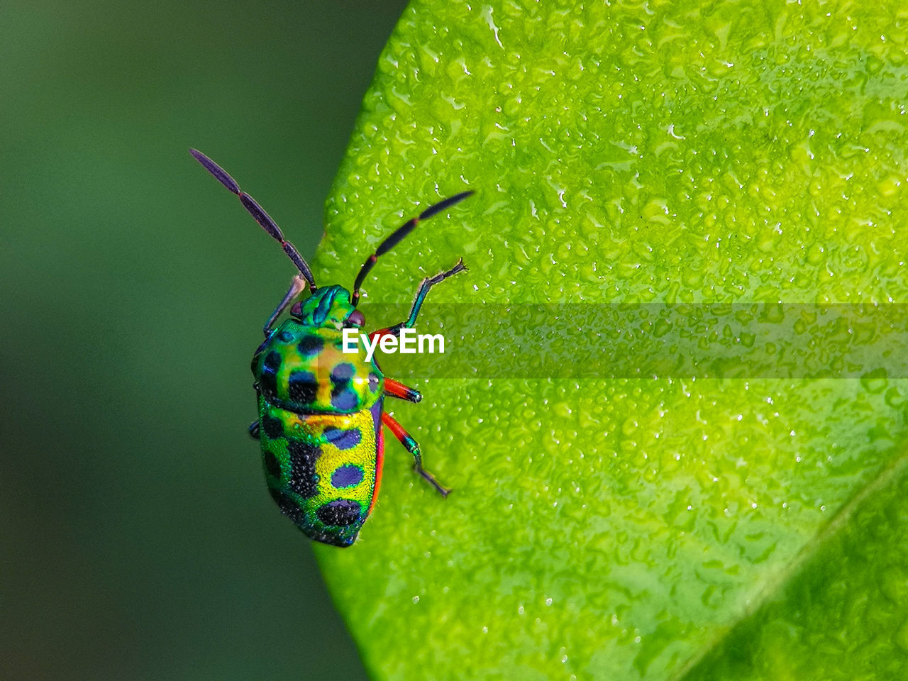 Close-up of insect on leaf