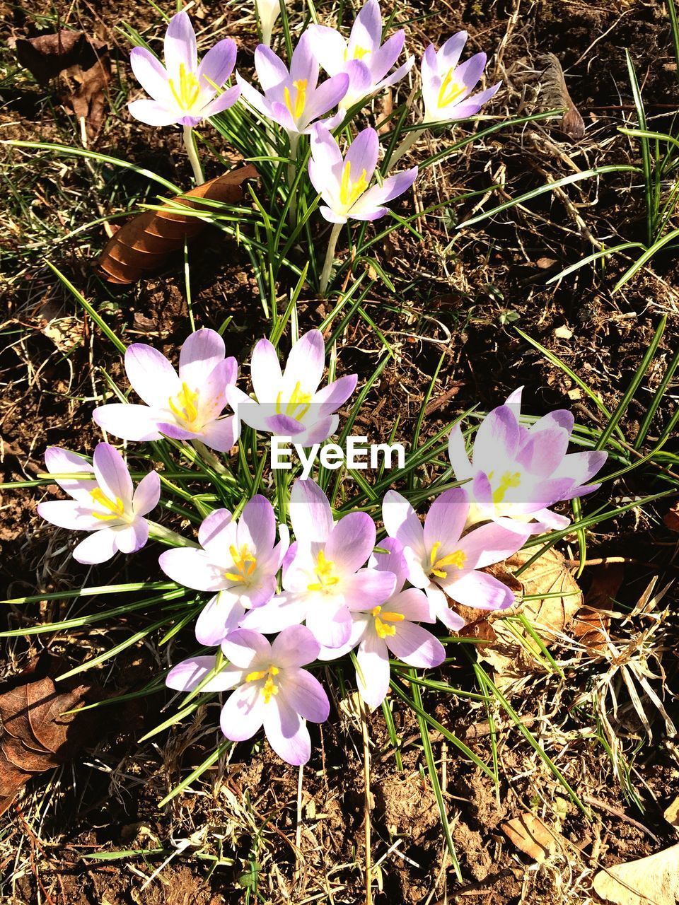 PURPLE FLOWERS BLOOMING IN FIELD