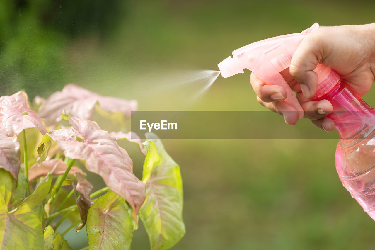 Close up hand using pink spray to watering the plant in morning time.