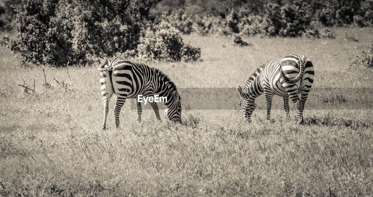 VIEW OF TWO ZEBRA