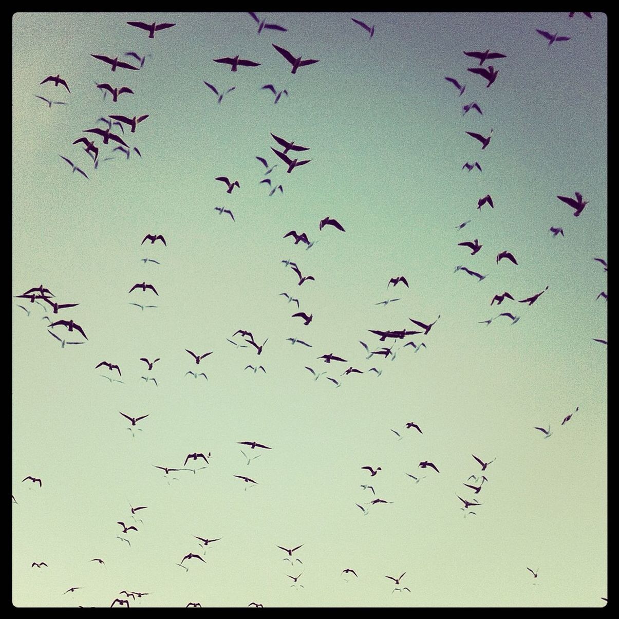 Full frame shot of birds flying in sky