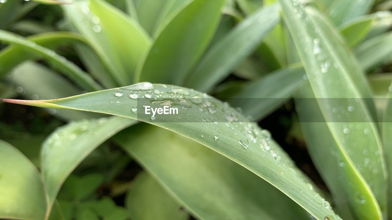 Close-up of water drops on leaf