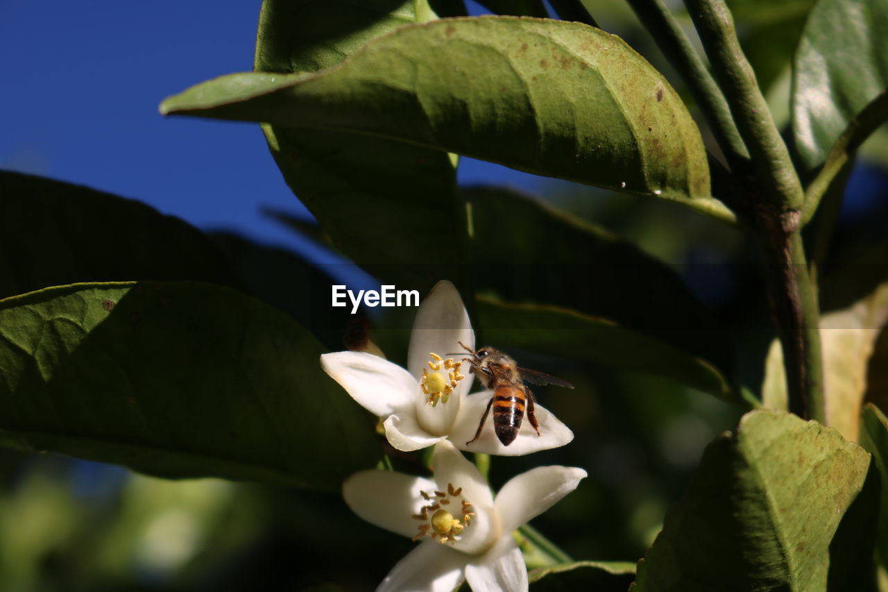 Close-up of bee pollinating on flowering plant