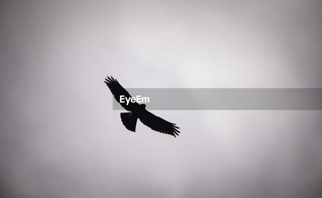 Low angle view of bird flying in sky