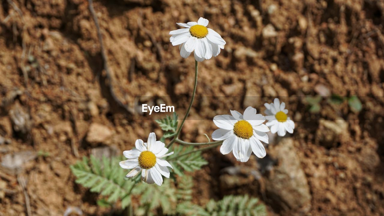 Close-up of white daisy flowers