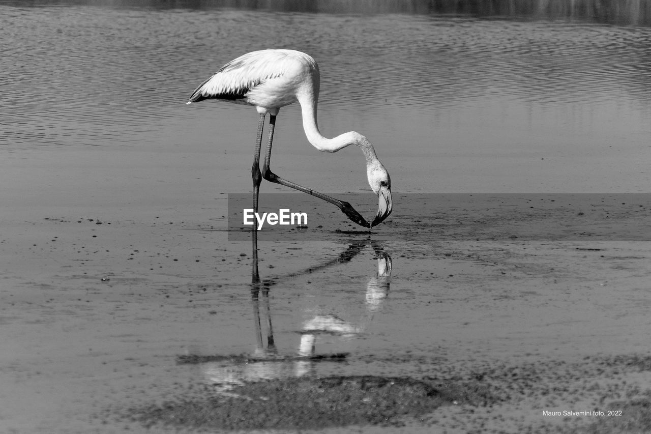 animal themes, animal, water, bird, animal wildlife, wildlife, black and white, lake, monochrome, one animal, reflection, monochrome photography, nature, no people, day, water bird, beauty in nature, outdoors, white, side view, full length, beach, wading