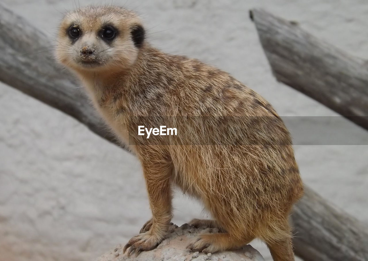 Portrait of meerkat sitting on rock by driftwood