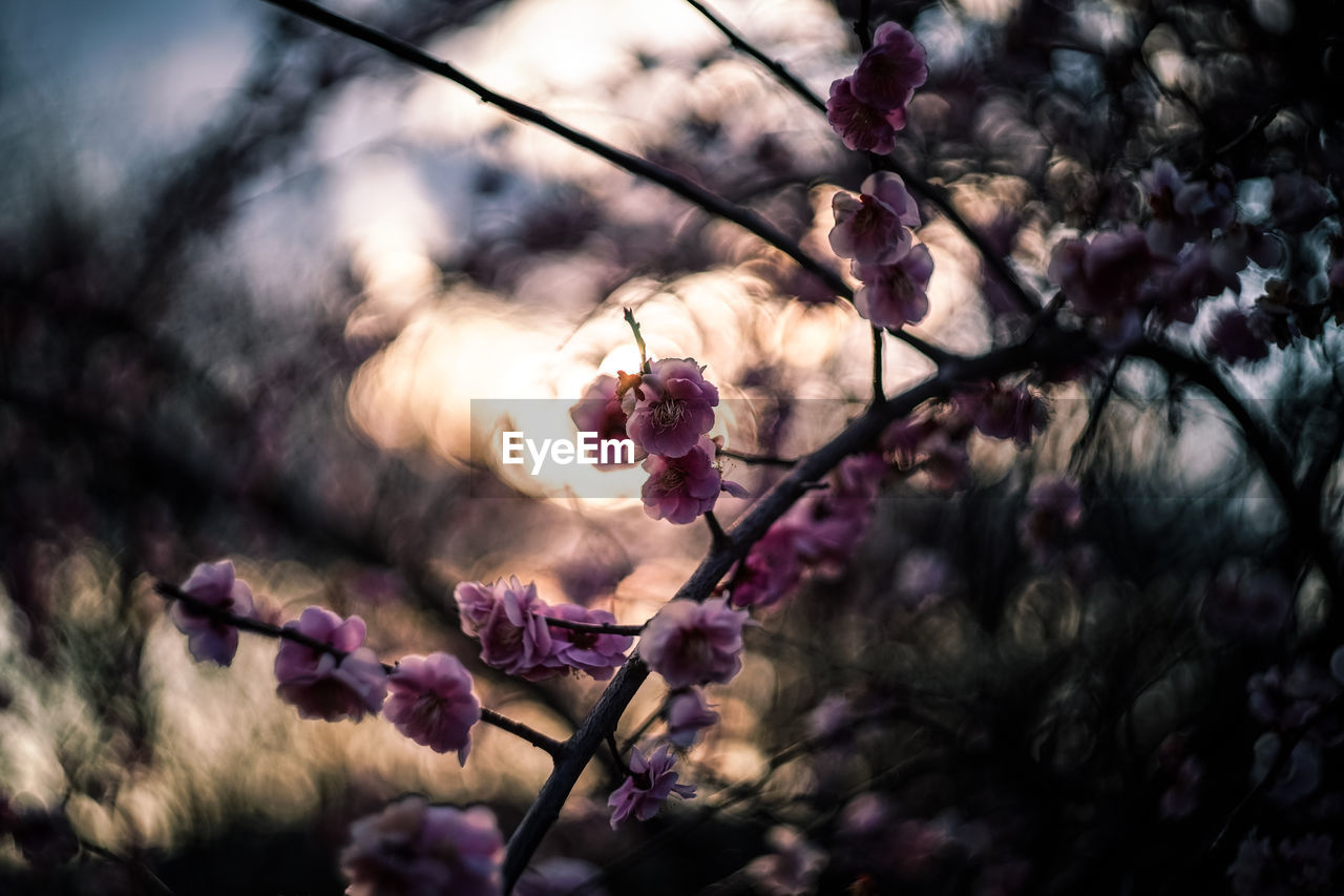 CLOSE-UP OF PINK FLOWERS ON TREE