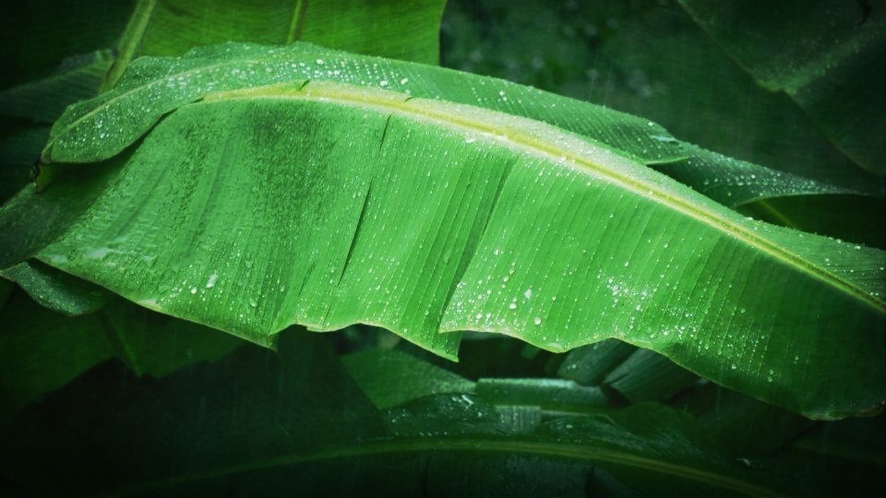 Wet banana leaf