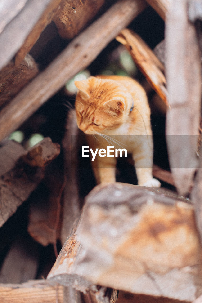 Cat sitting on wood