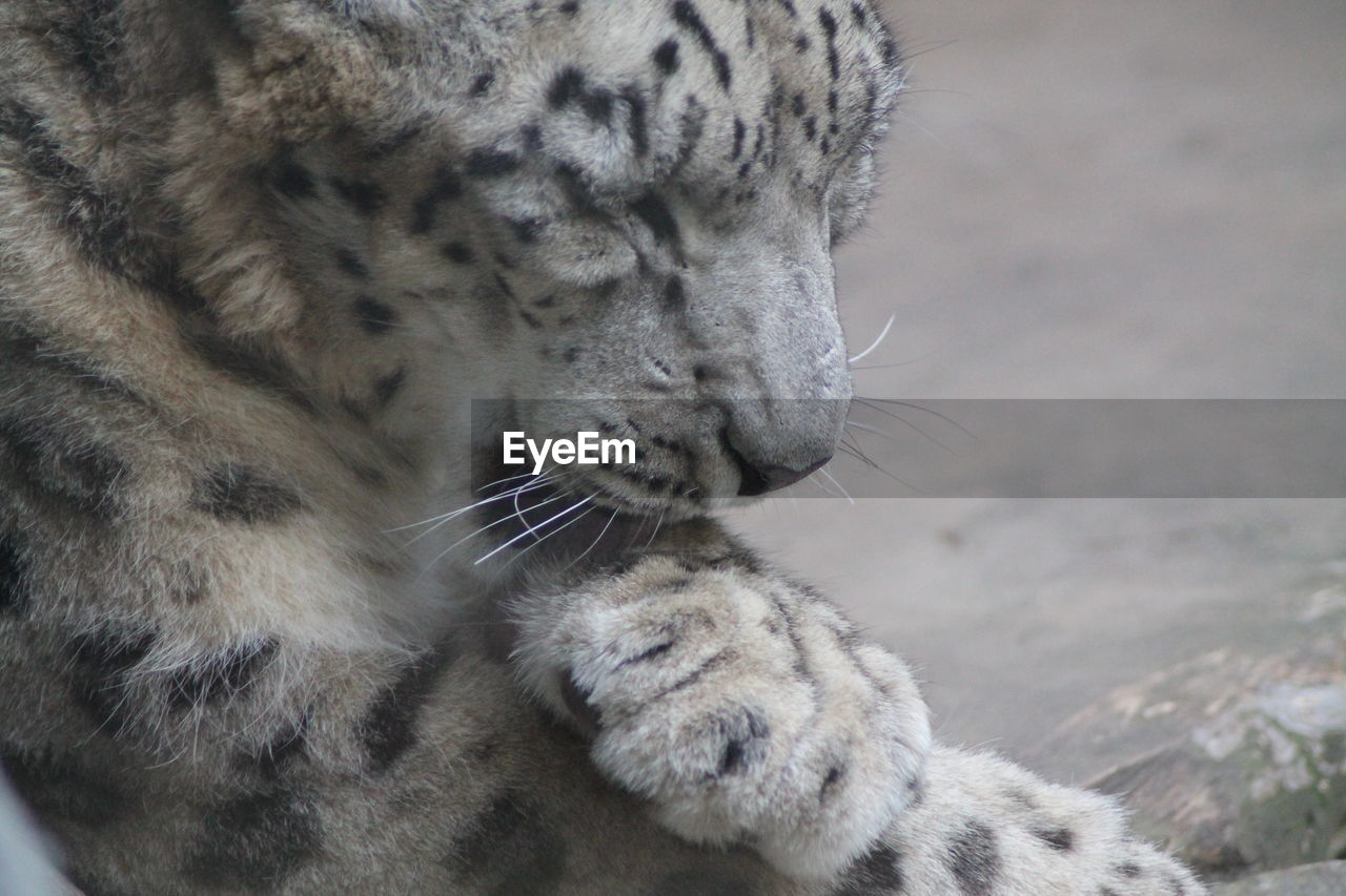 animal, animal themes, snow leopard, mammal, one animal, feline, animal wildlife, big cat, leopard, cat, wildlife, felidae, zoo, close-up, no people, whiskers, animal body part, carnivora, relaxation, focus on foreground, day, pet, carnivore