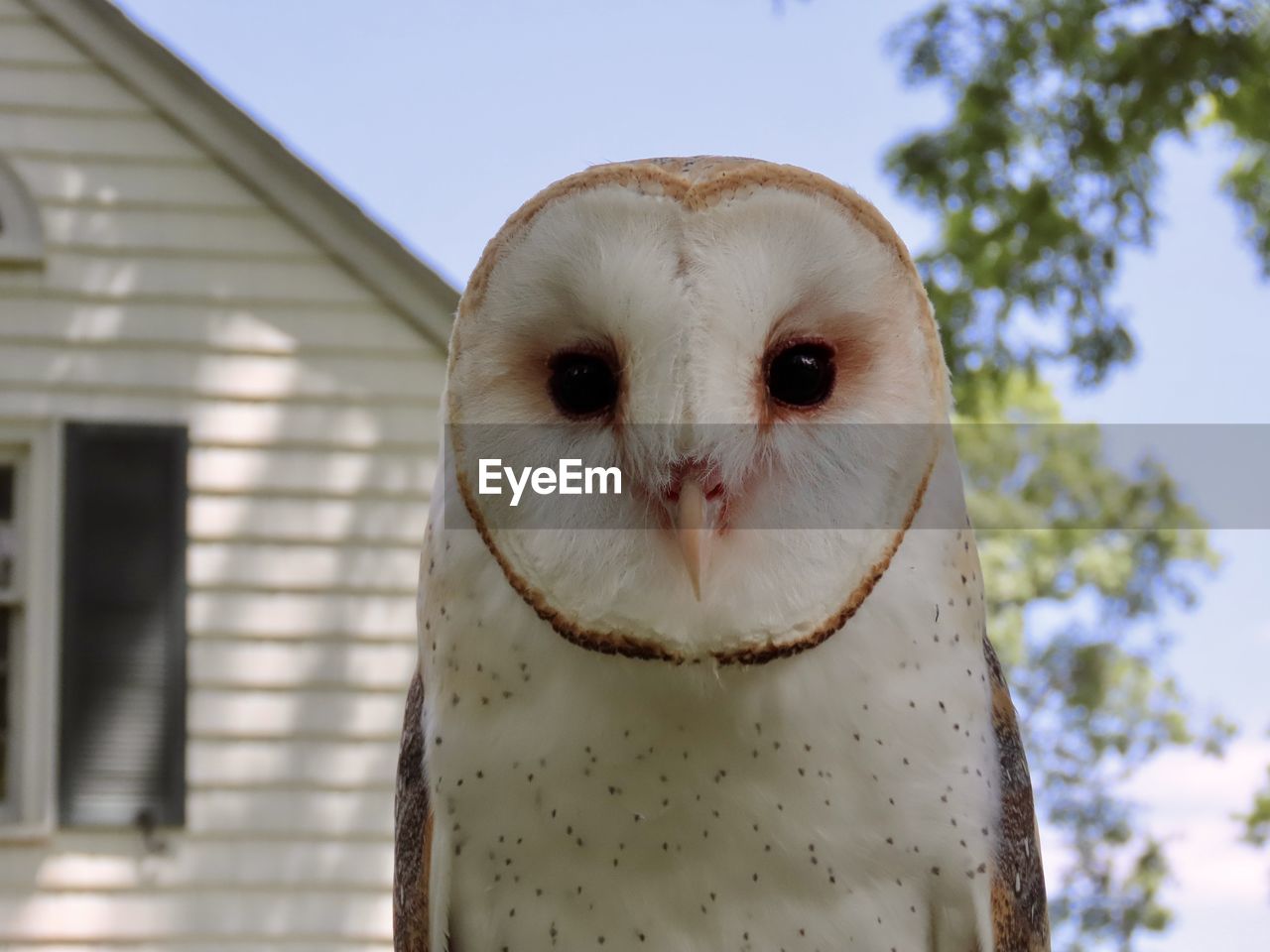 Closeup of a barn owl