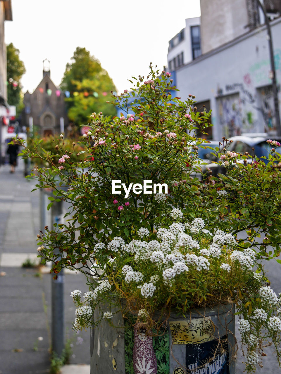 Close-up of flowering plant against building