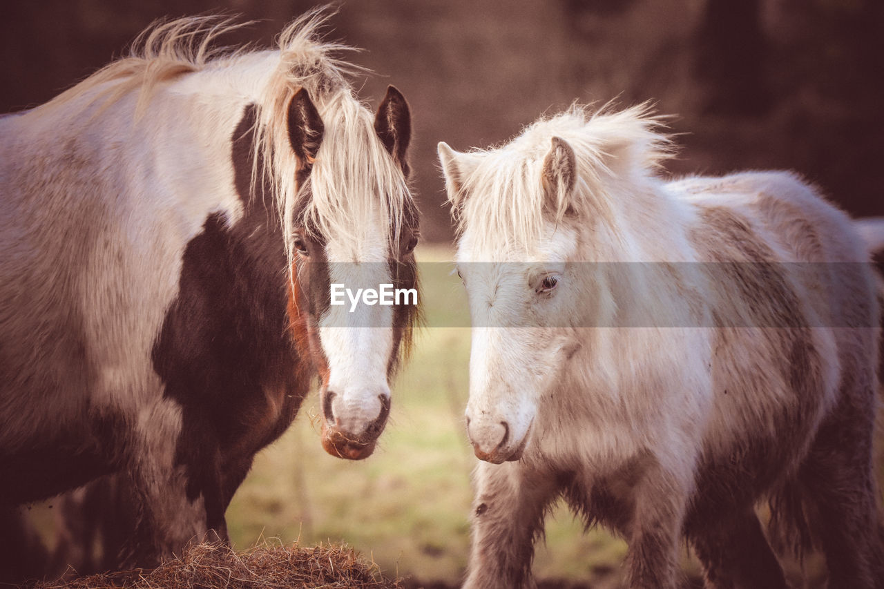 CLOSE-UP OF HORSES IN FIELD