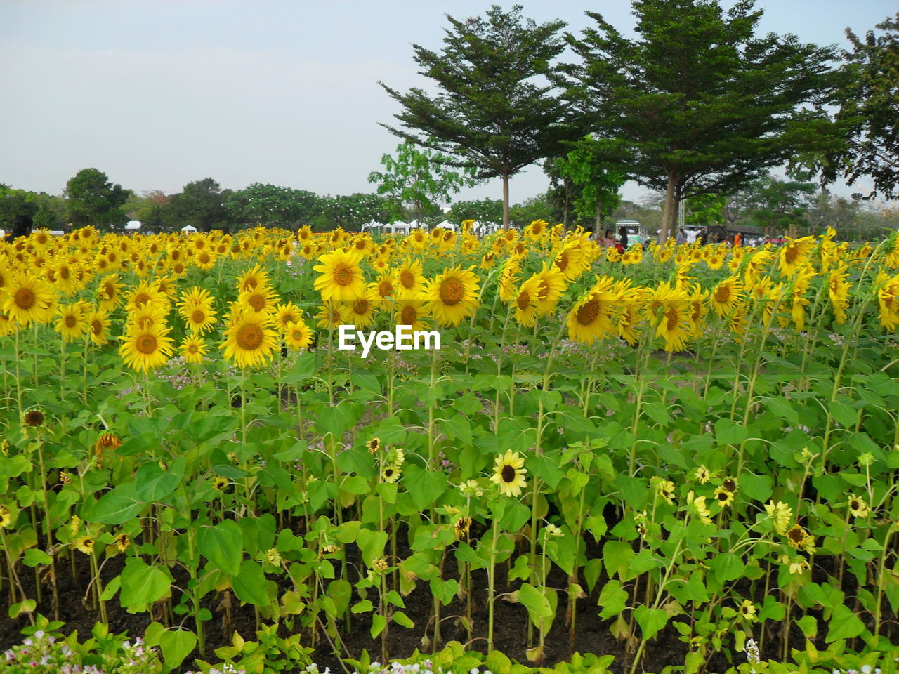 Yellow flowers growing on field