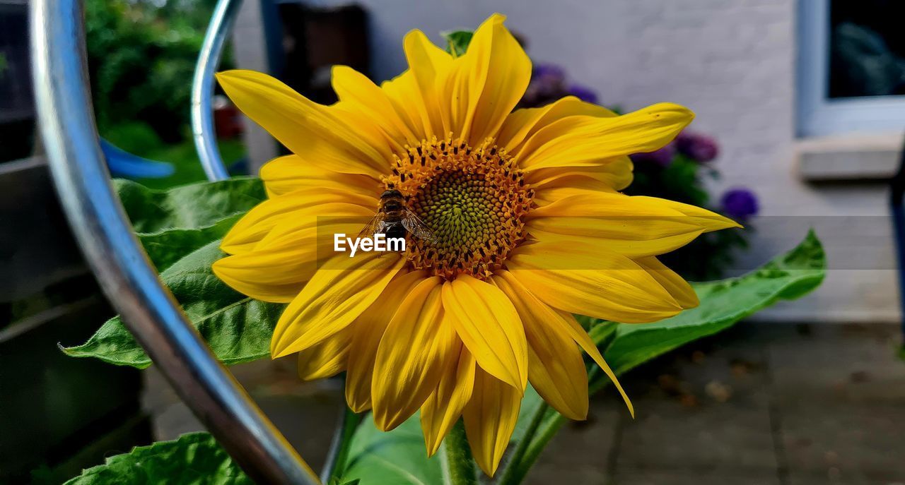 flower, flowering plant, yellow, sunflower, freshness, plant, flower head, beauty in nature, petal, fragility, inflorescence, growth, close-up, nature, pollen, sunflower seed, macro photography, floristry, no people, focus on foreground, outdoors, green, day